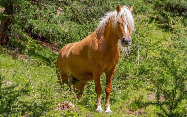 Mocka snabbt och enkelt med Laxå Ströpellets