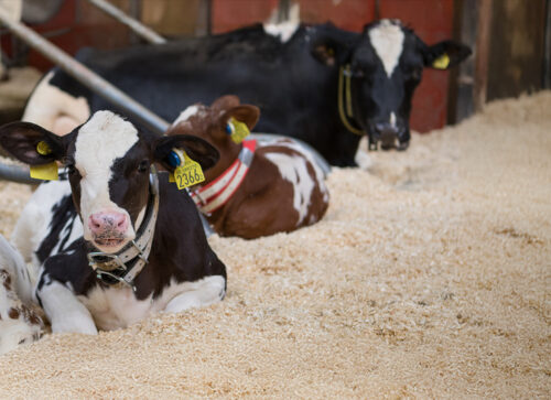 Finspån från Laxå Pellets