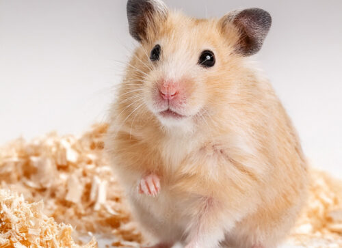 Tryggt och mjukt strömaterial för smådjur